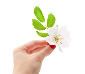 Flower of a wild rose in hand.