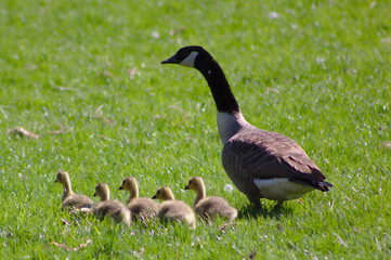 canada goose and goslings