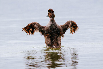 WIld Cute Duck