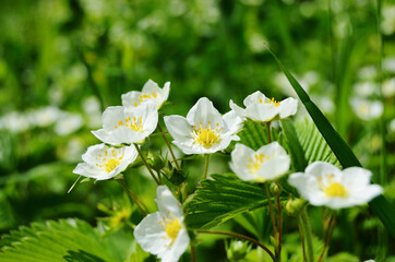 white strawberry flowers large on a green clearing in the woods in sunny summer weather