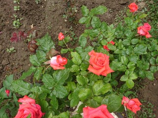 red roses in garden