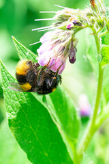 Large Yellow Orange Honey and Black Striped Bee polinating comfrey flowering purple plants. Close up Marco View