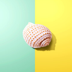 Summer concept with a seashell overhead view - flat lay