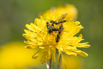 Black Soldier Fly Flies insect Hermetia Illucens mating on yellow dandelions