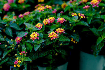 flowers in the garden