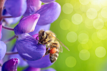 Bee on a lupine flower collects honey.