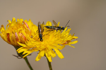 Black Soldier Fly Flies insect Hermetia Illucens mating on yellow dandelions