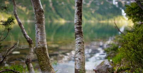 Fototapeta premium Trees couple on the lake