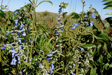 Wild flowers of blue and white grow in the Flint Hills near Manhattan, Kansas.