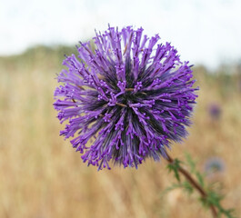 Echinops large purple flower
