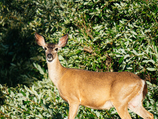 Lovely Deer