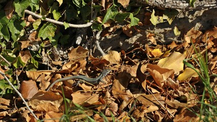 Männliche Mauereidechse (Podarcis muralis brongniardii)