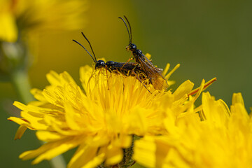 Black Soldier Fly Flies insect Hermetia Illucens mating on yellow dandelions