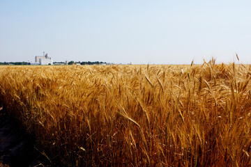 Golden fields of wheat in Kansas stretch for miles. A grain elevator for storing harvested wheat is in the distance. © Silver Edge