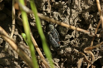 Paarung des Gerippten Totenfreundes (Thanatophilus sinuatus)