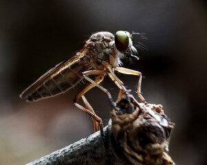 fly on leaf