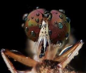 close up of a spider