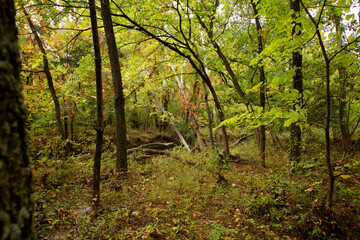 forest in autumn