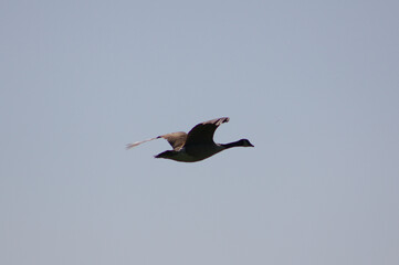 flying canada goose