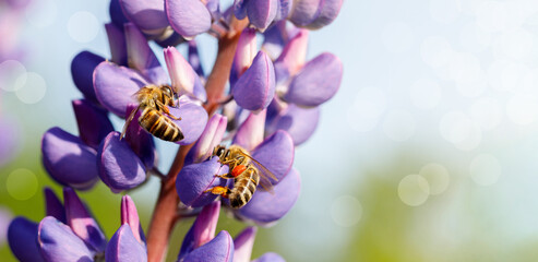Two bees collect honey on a lupine .