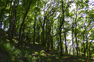 Fototapeta premium trees in the woods