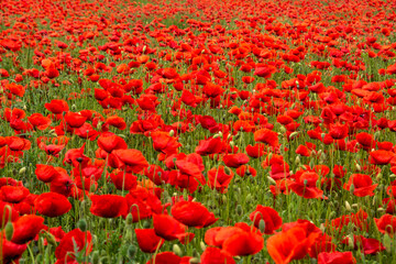 Fototapeta premium field with poppy flowers in selective focus