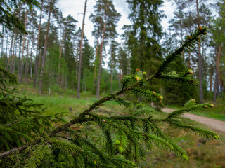 Fototapeta premium Wild pine forest in Latvia. Green Latvian forest.