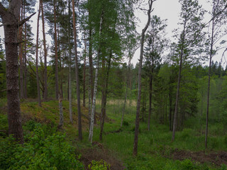 Fototapeta premium Wild pine forest in Latvia. Green Latvian forest.