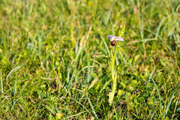 Close up low level marco viewe of bee orchid plant growing wild in green grass field
