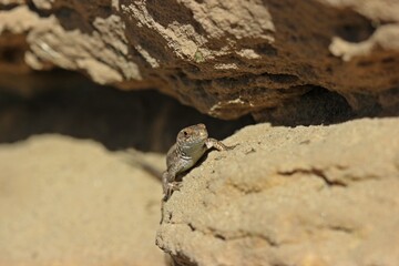 Mauereidechse (Podarcis muralis brongniardii).