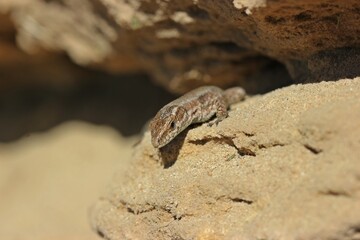 Mauereidechse (Podarcis muralis brongniardii).