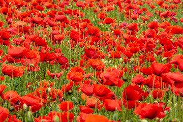 field with poppy flowers in selective focus