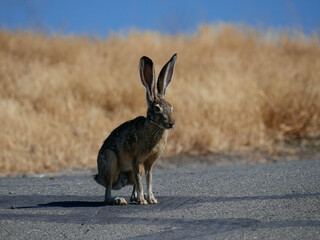 Jack rabbit