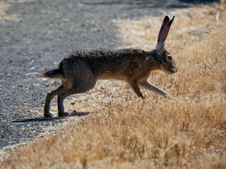 Jack rabbit