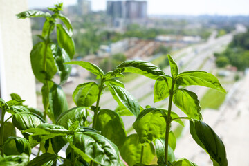 Juicy growing green basil, aromatic spice.