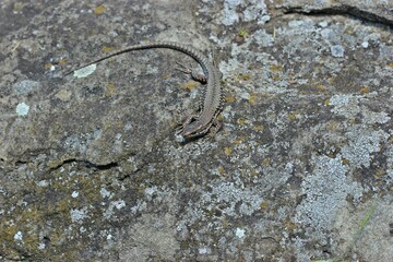 Männliche Mauereidechse (Podarcis muralis brongniardii)