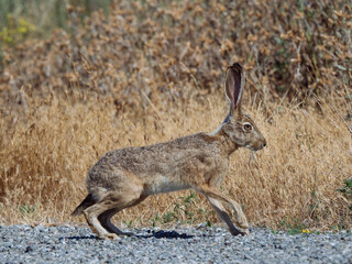 Jack rabbit