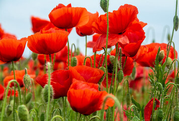 field with poppy flowers in selective focus