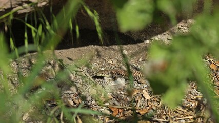Männliche Mauereidechse (Podarcis muralis brongniardii)