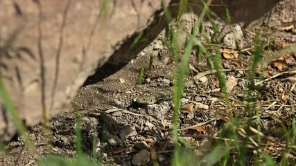 Männliche Mauereidechse (Podarcis muralis brongniardii)