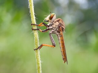 dragonfly on a leaf