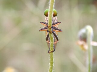 spider on a flower