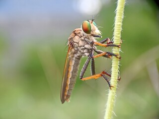 macro of a fly