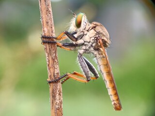 dragonfly on a branch