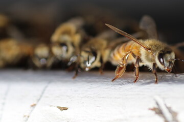 Macroaufnahme von Bienen