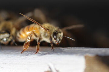 Macro Aufnahme Biene