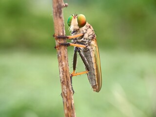 green grasshopper on a branch