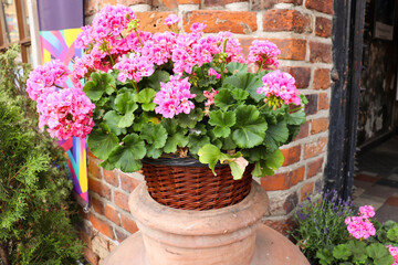 pink flowers in pots