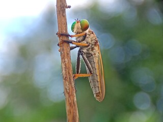 grasshopper on a branch