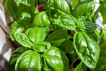 Top view of growing green basil, aromatic spice.